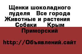 Щенки шоколадного пуделя - Все города Животные и растения » Собаки   . Крым,Приморский